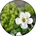 BACOGNIZE® (Bacopa Monnieri)