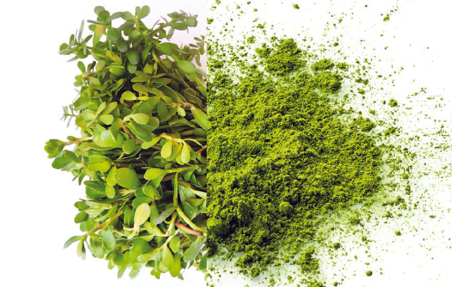 Ingredient Spotlight: Bacopa monnieri