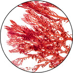 FILMEXEL® (red algae)
