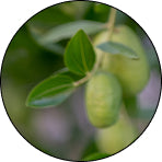 Jojoba Esters